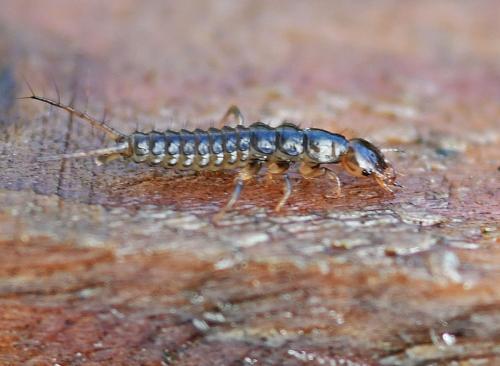 Réf. 334 033 : Nebria sp.